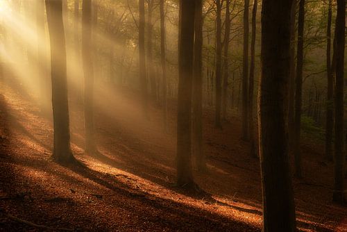 Zonneharpen schijnen door de bomen op een mooie ochtend