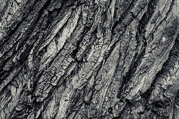 Tree bark by Malte Pott