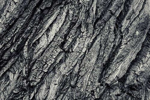 Tree bark