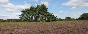 Mantingerveld met bloeiende heide en een grove den groep. van Wim vd Neut