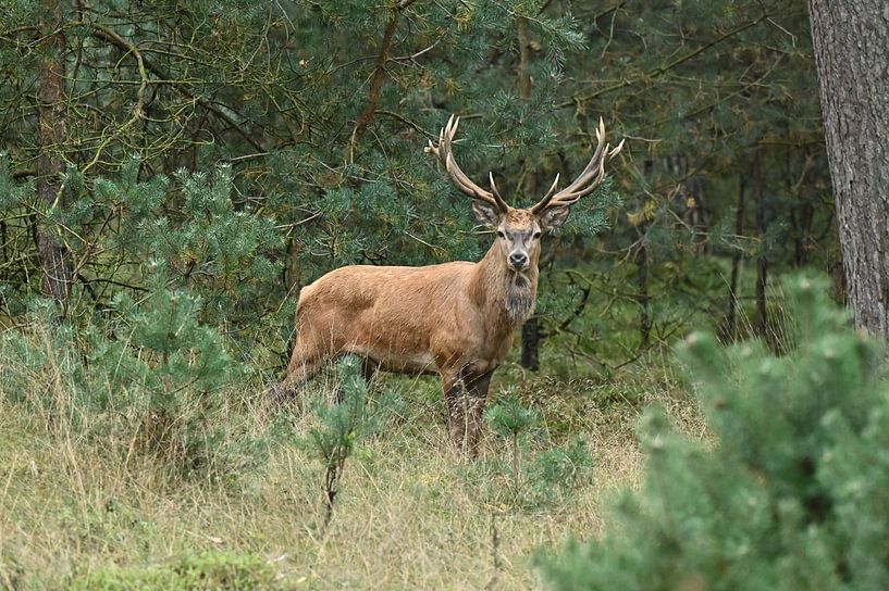 Porte-bois du cerf élaphe par Albert Rap