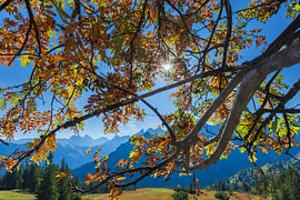 Herbstzauber am Fellhorn