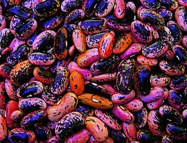 Feuerbohnen von Caroline Lichthart