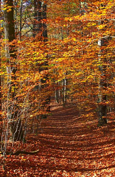 Schöner Weg von Thomas Jäger