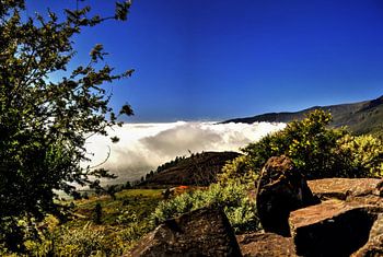 Natuur op TENERIFE    prachtige wildgroei  in helder blauwe lucht