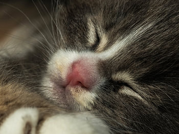 Kitty nose