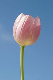 Rose Tulip by Herman Peters