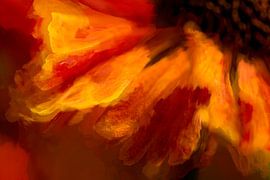 Aster by Dick Jeukens