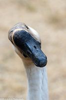 Goose, portrait