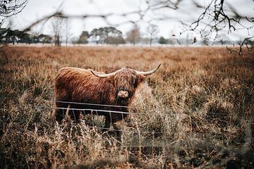 Schotse Hooglander in Veenlandschap van Dennis Venema