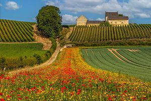 Ein Feldblumenstrauß an der Apostelhoeve in Maastricht