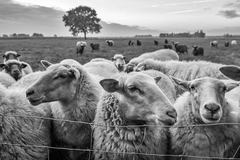 Schafe auf der Weide par jan van de ven