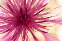 Centaurée, fleur macro