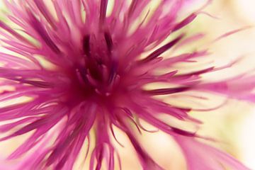 Centaurie, macro bloem van Pauline Weder