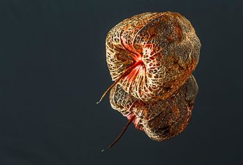 Herfstvrucht spiegeling