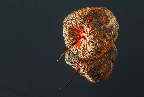 Herfstvrucht spiegeling