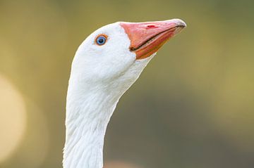 Domestic goose headshot portrait during springtime by Sjoerd van der Wal Photography