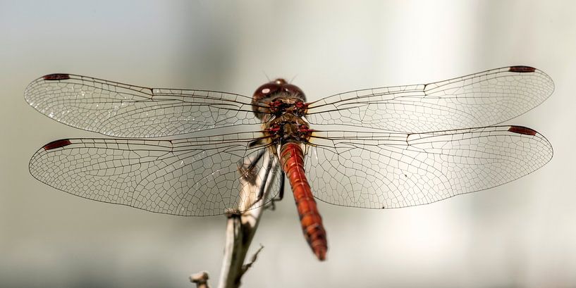 Red Heidelibel by Mario de Lijser