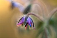 Purple calyx
