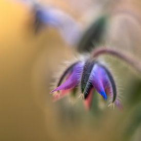 Paarse bloemkelk van Memories for life Fotografie