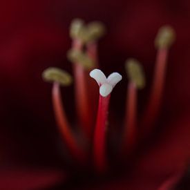 Amaryllis von NEWPICSONMYWALL by Andreas Bethge