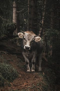 Nieuwschierige jonge koe met bel in de Zwiterse Alpen | Reisfotografie van Laura Dijkslag