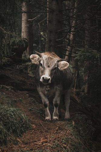 Nieuwschierige jonge koe met bel in de Zwiterse Alpen | Reisfotografie van Laura Dijkslag