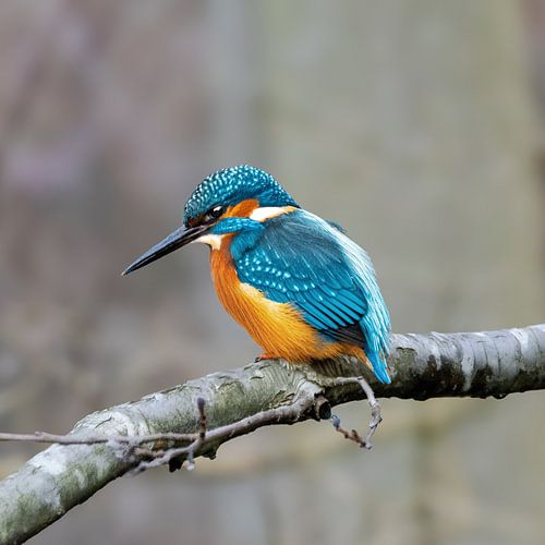 Le martin-pêcheur, l'oiseau le plus coloré des Pays-Bas