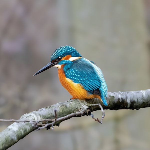 Le martin-pêcheur, l'oiseau le plus coloré des Pays-Bas par Bert Huisman