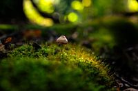 The lonley autumn mushroom