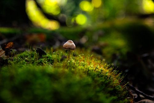 The lonley autumn mushroom