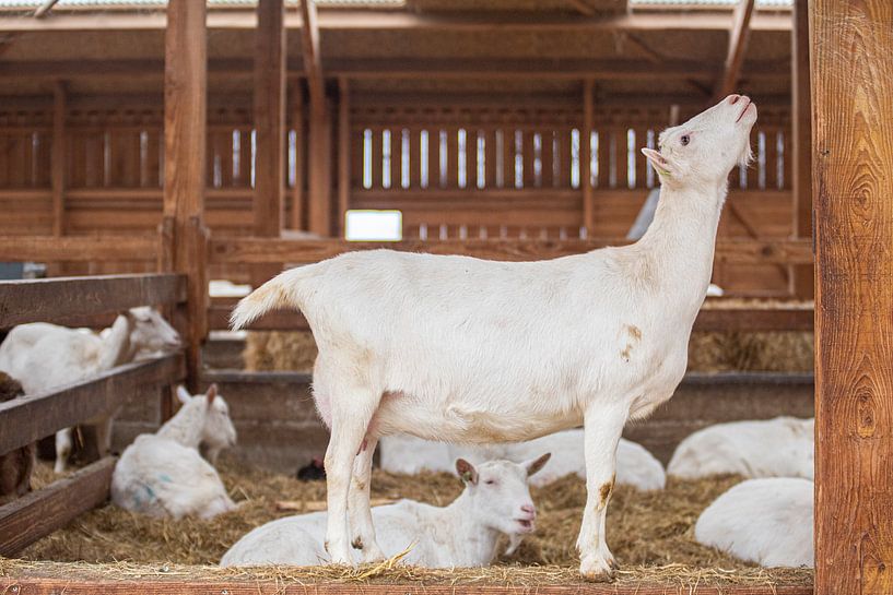 Goats on the farm by Roland de Zeeuw