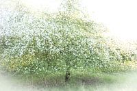 Blossoming apple tree