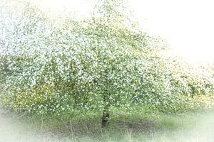 Pommier en fleurs