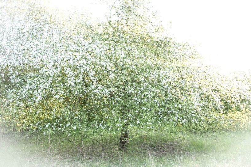 Blühender Apfelbaum von Guido Rooseleer