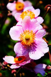 Pink Beauty - Serene Pink Flower In Bloom by Grace Meijer