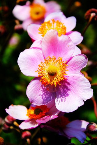 Pink Beauty - Serene Pink Flower In Bloom
