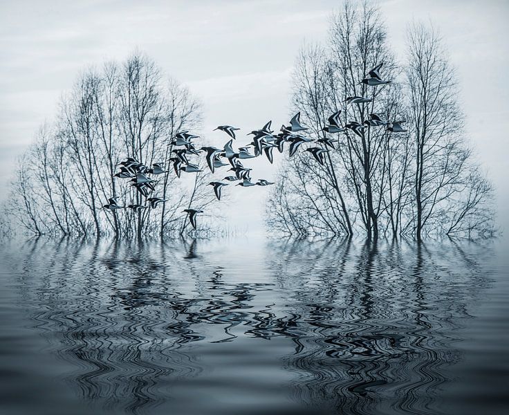 oystercatchers by Egon Zitter