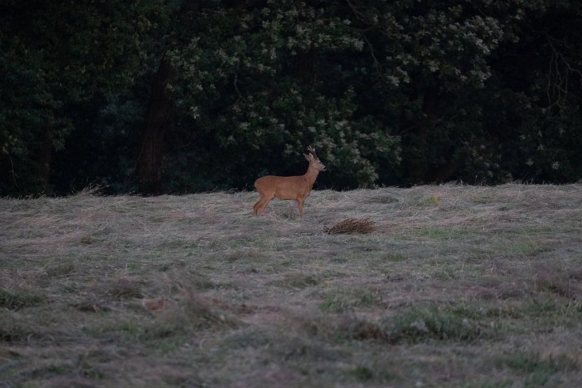 Deer by Maaike Krimpenfort