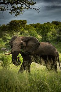 Elefant in Südafrika von Paula Romein