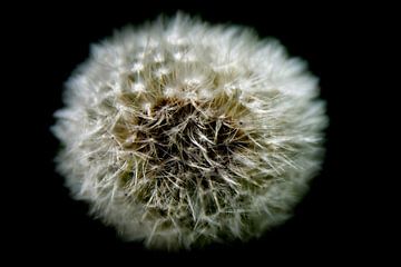 Taraxacum - paardenbloem - plant von Sven Van Santvliet