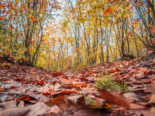 Leaves on the ground