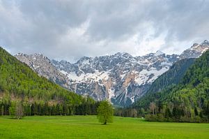 Blick auf die Landschaft des Zgornje Jezersko-Tals während des Frühlings