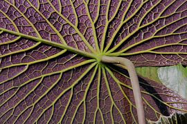 Gros plan sur la feuille d'un nénuphar