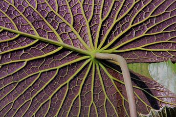 Close-up blad van een waterlelie