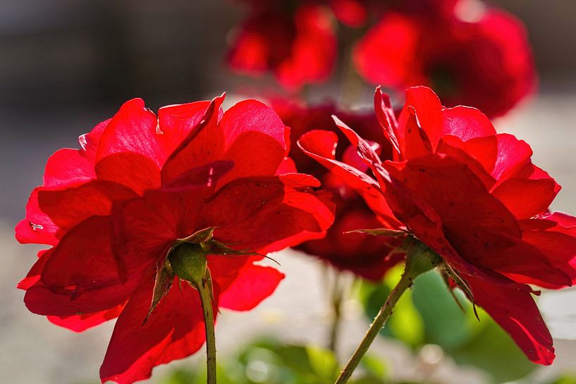 Red Roses by Rob Boon