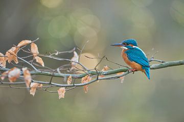 Kingfisher by Kingfisher.photo - Corné van Oosterhout