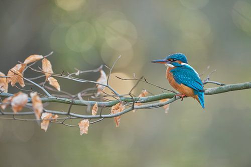 IJsvogel