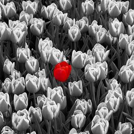 1 rote Tulpe im Feld von Marijke Keijser
