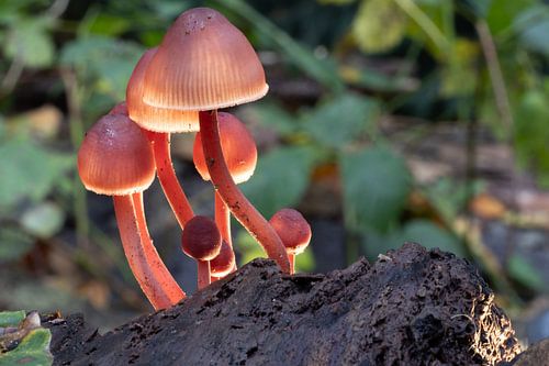 Sprookjes paddestoelen